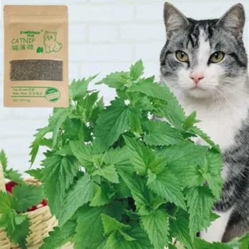 1 Pakiranje Prirodna Mačja trava Premium klase Trava za stoku 10 g Okus Mentol Zabavne Igračke za mačke Čišćenje zubi za kućne ljubimce Дропшиппинг