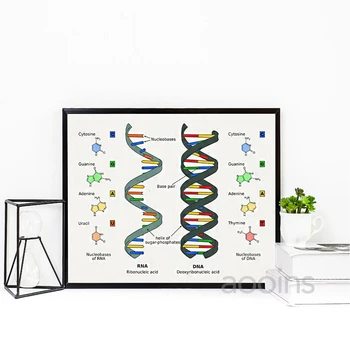 RNK i DNK Genetski kod Zidnih umjetnost Platnu Slikarstvo Graviranje Genetika Biokemija Studentski Dar Vintage Plakati Znanost Dekor